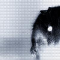 labmouse