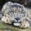 Niandra
