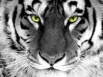 Tigress